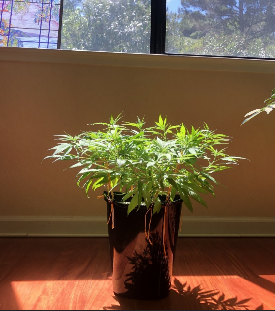 Figure 1.5: Detailed botanical illustration of pistil coloration progression and calyx swelling during reproductive phase development